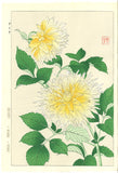 Kawarazaki Shodo - F42 Dahlia - Free Shipping