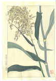 Kuzuhara Teru - F158  Ashi　あし (Reed) -  Free Shipping