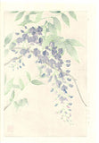 Kawarazaki Shodo - F113 Fuji (Wisteria) - Free Shipping