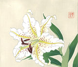 Kawarazaki Shodo - Yama Yuri (Japanese Lily)  - Free Shipping