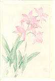 Kawarazaki Shodo - F104 Cymbidium - Free Shipping