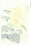 Kawarazaki Shodo - F87  Himawari (Sunflower) - Free Shipping