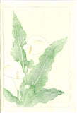 Kawarazaki Shodo - F138 Kaiu (Calla lily ) - Free Shipping