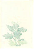 Kawarazaki Shodo - F34 Shiragiku (White Chrysanthemum) - Free Shipping