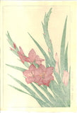 Kawarazaki Shodo - F7 Gladiolous - Free Shipping