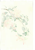 Kawarazaki Shodo - F53 Sazanka (Camellia) - Free Shipping