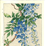 Osuga Yuichi - Fuji (Wisteria) - Free Shipping