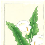 Kawarazaki Shodo - F138 Kaiu (Calla lily ) - Free Shipping