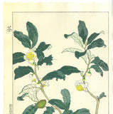 Kuzuhara Teru - F152  Ocha　お茶　 (Tea plant) -  Free Shipping