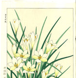 Kawarazaki Shodo - F118 Tamasudare (Zephyranthes candida)  - Free Shipping