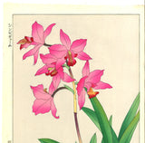 Kawarazaki Shodo - F104 Cymbidium - Free Shipping