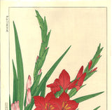 Kawarazaki Shodo - F7 Gladiolous - Free Shipping