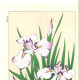 Kawarazaki Shodo - F2 Hanashobu (Japanese Iris) - Free Shipping