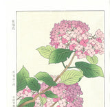Osuga Yuichi - F178 Ajisai  (Hydrangea) - Free Shipping