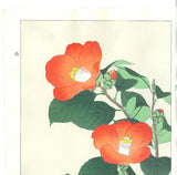 Kawarazaki Shodo - F50 Tsubaki (Japanese Camellia)  - Free Shipping