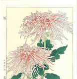 Osuga Yuichi - F180 Kiku (Chrysanthemum) - Free Shipping