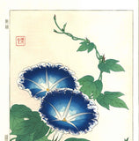 Kawarazaki Shodo - F60 Asagao (Morning glory) - Free Shipping