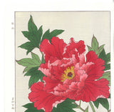 Kawarazaki Shodo - F009 Botan ( Peony) - Free Shipping