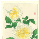 Kawarazaki Shodo - F42 Dahlia - Free Shipping