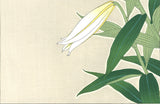 Kawarazaki Shodo - Yama Yuri (Japanese Lily)  - Free Shipping