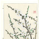 Kawarazaki Shodo - F23 Shira Ume (White Plum) - Free Shipping