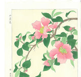 Kawarazaki Shodo - F53 Sazanka (Camellia) - Free Shipping