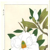 Kawarazaki Shodo - F79  Taizanboku (Magunolia Gradiflora) - Free Shipping