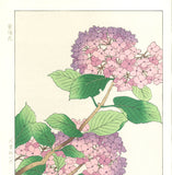 Osuga Yuichi - F178 Ajisai  (Hydrangea) - Free Shipping    Only 1 left!!