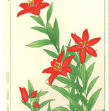 Kawarazaki Shodo - F69 Hime Yuri (Red Star Lily)  - Free Shipping