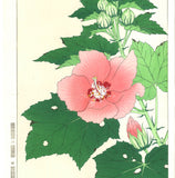 Kawarazaki Shodo - F083 Fuyo (Confederate rose) - Free Shipping