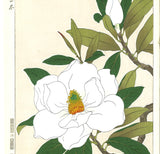 Kawarazaki Shodo - F79  Taizanboku (Magunolia Gradiflora) - Free Shipping