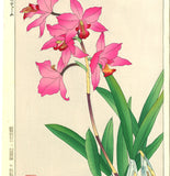 Kawarazaki Shodo - F104 Cymbidium - Free Shipping