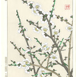 Kawarazaki Shodo - F23 Shira Ume (White Plum) - Free Shipping