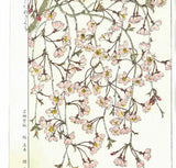 Kuzuhara Teru - F143 Sakura Sakura 　しだれ桜　 (Weeping cherry tree) -  Free Shipping