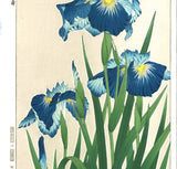 Kawarazaki Shodo - F3 Hanashobu (Japanese Iris) - Free Shipping