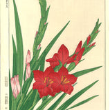 Kawarazaki Shodo - F7 Gladiolous - Free Shipping