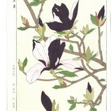 Kawarazaki Shodo - F077  Mokuren (Magnolia) - Free Shipping