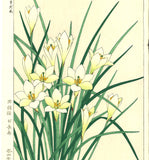 Kawarazaki Shodo - F118 Tamasudare (Zephyranthes candida)  - Free Shipping