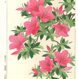 Kawarazaki Shodo - F92 Tutsuji (Azalea) - Free Shipping