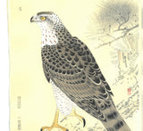 Fukuda Suiko - Taka (Hawk) - Free Shipping