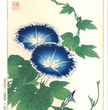 Kawarazaki Shodo - F60 Asagao (Morning glory) - Free Shipping