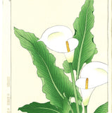 Kawarazaki Shodo - F138 Kaiu (Calla lily ) - Free Shipping