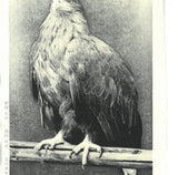 Kitamura  Shoichi - # KS3  Washi  (Eagle)  First Edition 2022 - Free Shipping