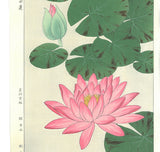 Kawarazaki Shodo - F57 Suiren (Water Lily) - Free Shipping