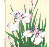 Kawarazaki Shodo - F2 Hanashobu (Japanese Iris) - Free Shipping