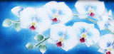 Saikosha - #013 06 Phalaenopsis orchid (Framed Cloisonné ware) - Free Shipping