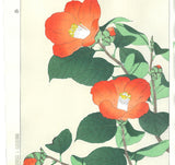 Kawarazaki Shodo - F50 Tsubaki (Japanese Camellia)  - Free Shipping