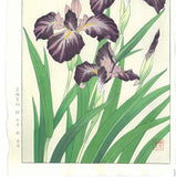Kawarazaki Shodo - F1 Kakitsubata (Iris) - Free Shipping