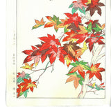 Osuga Yuichi - Momiji (Autumn leaves) - Free Shipping