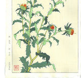 Kuzuhara Teru - F146 Benibana  紅花 (Safflower) -  Free Shipping